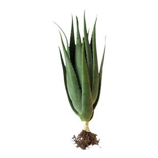 库拉索芦荟盆栽芦荟灌肤美容院专用芦荟食用芦荟植物美容芦荟叶片