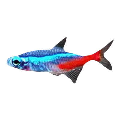 红绿灯鱼大号小鱼生态缸灯科鱼热带观赏鱼斑马绿莲灯群游草缸包邮