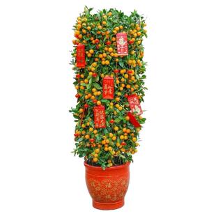 金桔树盆栽客厅大型旺宅植物年宵花卉带果新年四季金桔橘子树年桔