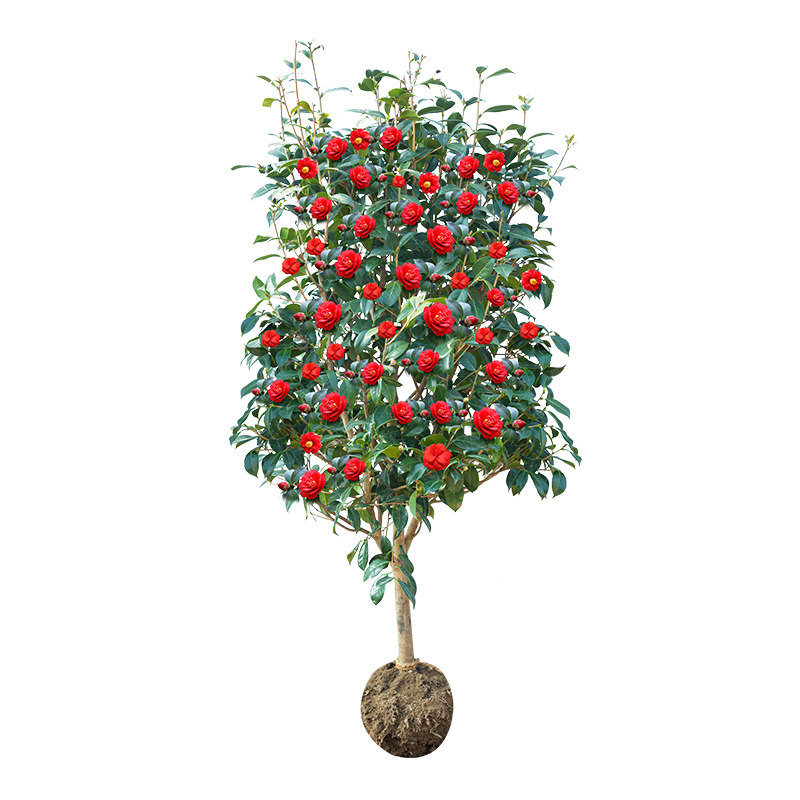 山茶花树苗盆栽花卉大型室内庭院植物耐寒盆景常青四季耐冬茶花苗