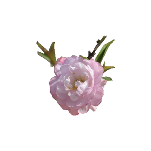 重瓣粉色郁李榆叶梅带花苞发珍珠李地栽庭院耐寒植物梅花水养花卉