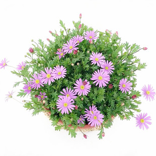 姬小菊阳台盆栽花卉垂吊植物非常好养易爆盆花期四季开花植物