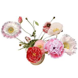 双花雪莉混合多重瓣虞美人种子春秋易种耐寒观赏切花室内阳台盆栽