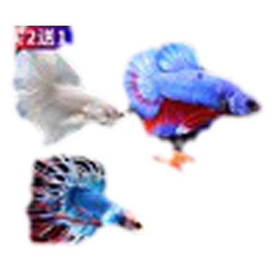 泰国斗鱼马尾狮王半月淡水活体鱼