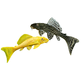 清道夫活体清洁鱼缸吃屎垃圾粪便清理藻类工具鱼热带淡水鱼观赏鱼