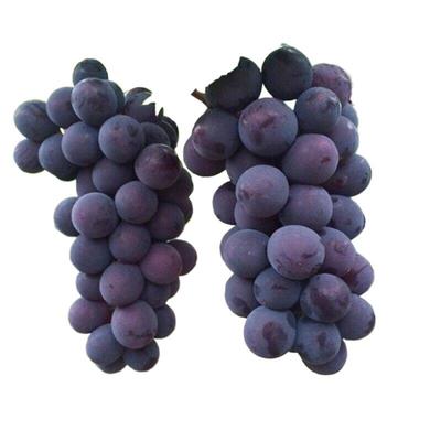 发顺丰东北巨峰葡萄新鲜水果葡萄酸甜产地葡萄颗粒非黑提子