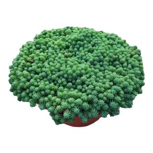 薄雪万年草耐干旱多年生草本植物常青屋顶庭院花园中华景天多肉