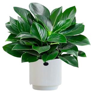 大盆金钻盆栽绿公主水培植物办公室内绿萝箩绿植多肉大叶植物吸醛