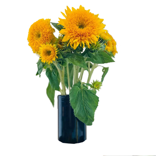泰迪向日葵鲜花云南直发室内水培向阳花绿植花束插花鲜切花太阳花