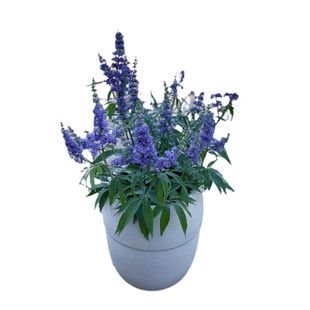 紫色穗花牡荆盆栽花苗树苗薰衣草树苗耐寒耐热树状鼠尾草花镜植物