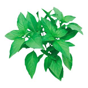 河南特产大叶荆芥种子种籽苗孑子夏季菜苗荆棘菜种苋菜带土秧苗
