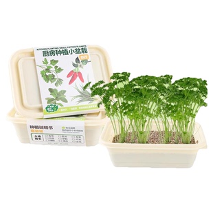 儿童种植土培小盆栽薄荷香菜草罗勒种子香料小学生阳台种植蔬菜盆