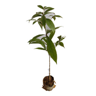 正宗金丝楠木树苗大树小叶桢楠庭院别墅地栽盆栽珍稀名贵大型绿化