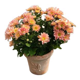 荷兰菊盆栽进口带花大苗耐寒阳台庭院地栽小卡罗四季草本花卉植物