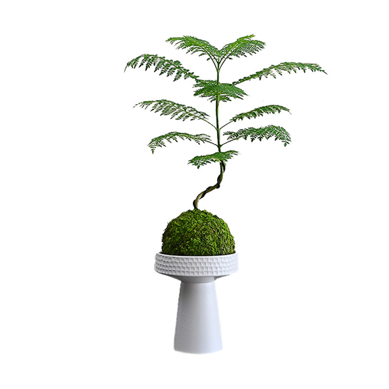 侘寂风蓝花楹苔藓球盆栽绿植