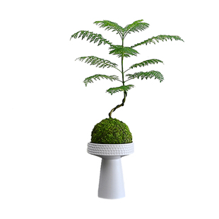 侘寂风蓝花楹苔藓球盆栽网红ins桌面办公客厅绿植好养活懒人植物