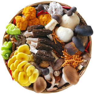 菌菇组合菌类拼盘野山菌蘑菇牛肝鸡枞云南新鲜野生菌子火锅食材包