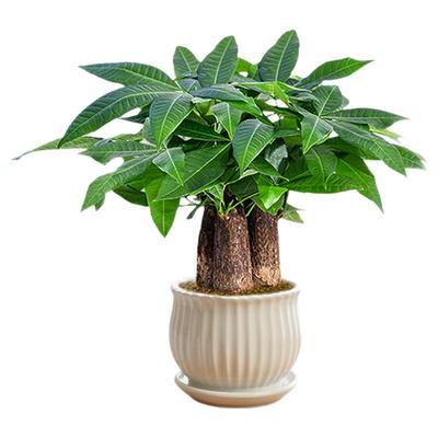 发财树小盆栽花卉绿植物办公室内绿萝文竹水培发财树好养桌面植物