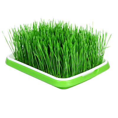 猫草水培芽苗菜大麦种籽小麦种子