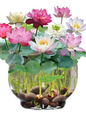 水葫芦水草浮萍净化水生植物种苗