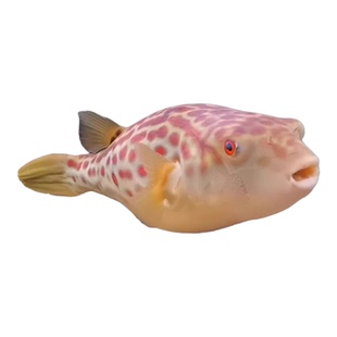 红圆点狗头 皇冠狗头 活体观赏鱼 网红气泡鱼 淡水河豚鱼中大型鱼