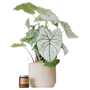 DOLV 豆绿 白色恋人海芋 新奇小众彩叶芋北欧ins风浪漫植物盆栽
