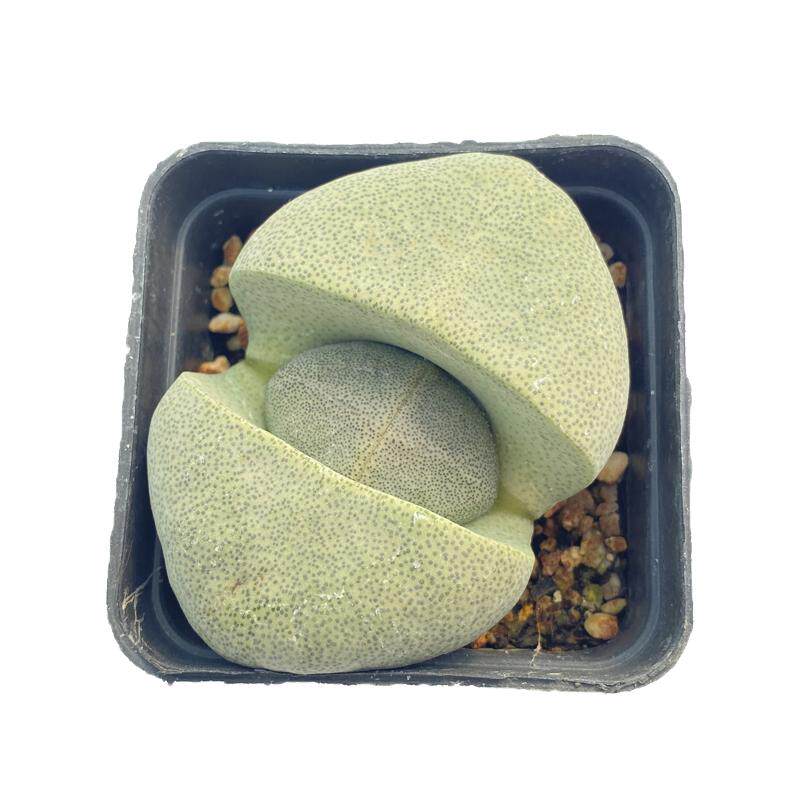 绿帝玉元宝多肉植物生石花批发