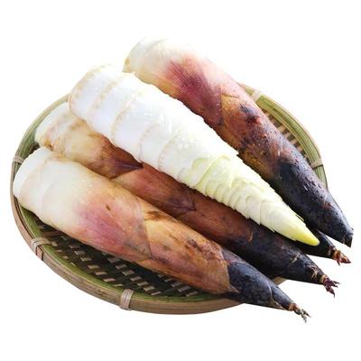 大笋5斤 顺丰富阳春笋新鲜临安天目山腌笃鲜野嫩矮胖甜雷竹笋现挖
