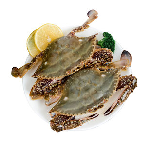 【保鲜不保活】活发莱州湾梭子蟹特大螃蟹海蟹飞蟹满黄红膏母蟹