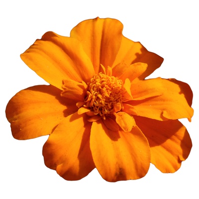 虹越耐寒耐热孔雀草种子阳台花园