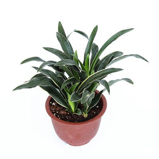 精品万年青结婚订婚乔迁搬家四季常青室内外盆栽地栽耐寒绿化植物