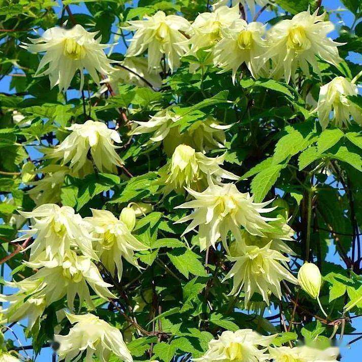 长瓣铁线莲梅尔维尔塞西尔粉色秋千粉红玛卡珍妮拉古紫梦柠檬之梦