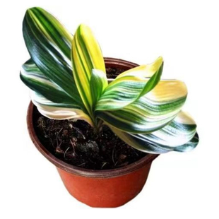 东北宽叶君子兰元宝短叶彩兰圆头和尚金丝鸳鸯瓷白墨绿覆伦花卉