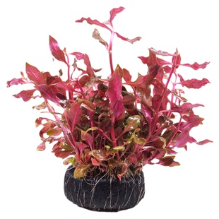 鱼缸造景水草植物豹纹血心兰坨草懒人免种活体淡水新手植物真水草