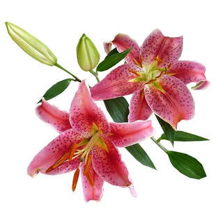 云南鲜花多头香水百合鲜花基地直发水培鲜切花插瓶花新鲜同城速递