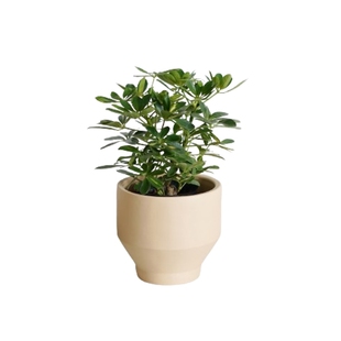 DOLV 豆绿 台湾鸭脚木 北欧风耐阴绿植室内盆栽净化空气清新植物