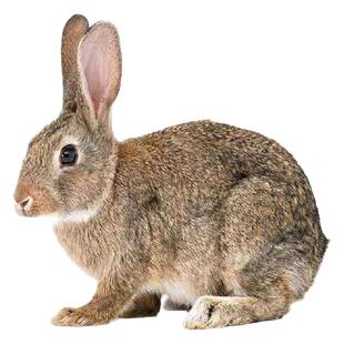 生态散养兔活物大型肉兔种兔比利时公母家养食用1斤活体兔子兔苗