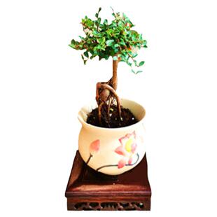 小叶榔榆提根小叶榆树小盆景办公室内桌面窗台四季常青小盆栽包邮