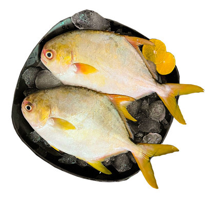 湛江深海金鲳鱼顺丰包邮