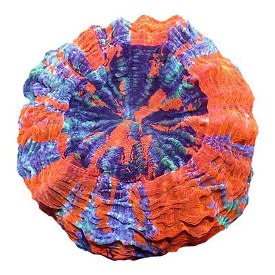 前海水族富士脑珊瑚精品印尼富士