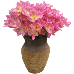 重瓣风雨兰种球胖丽丽球根四季花卉盆栽韭菜兰葱兰绿化庭院耐热花