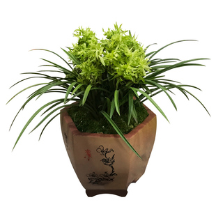 刘阁兰花苗 年宵花冬带花苞出售 花开富贵春兰奇花好养花卉盆栽