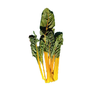 红霞红叶用甜菜种子黄甜菜种子莙荙菜牛皮菜四季春季盆栽阳台种业