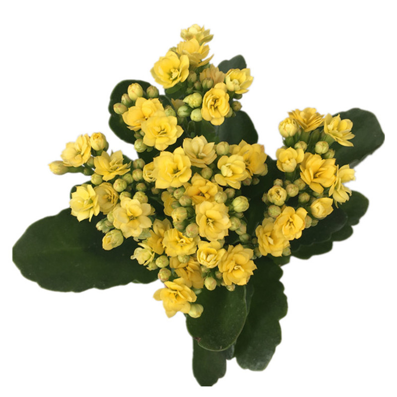 长寿花盆栽重瓣花园绿植室内花卉时令草本花卉