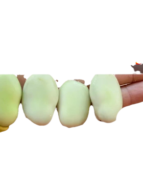 【四季可种植】特大蚕豆种子大全