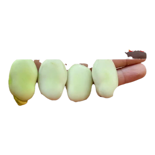 蚕豆种籽高产特大蚕豆蔬菜种子大全阳台盆栽四季种植胡豆豌豆种孑