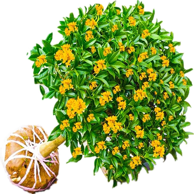 四季桂花树苗丹桂花卉绿植物