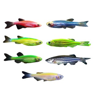 热带观赏鱼好养红绿灯斑马鱼淡水金鱼苗小型宝莲灯科小鱼冷水孔雀