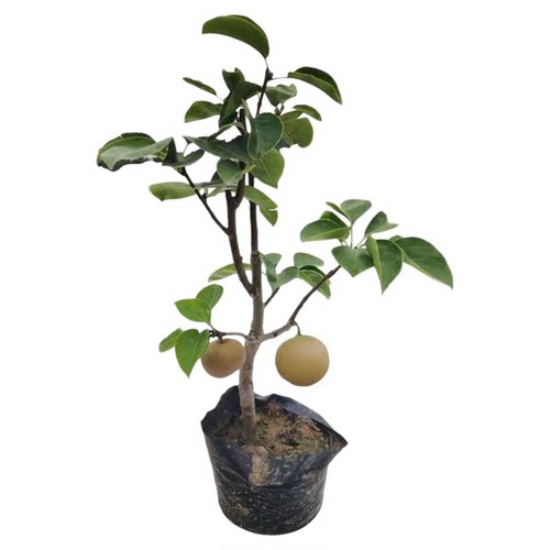 新品种冰糖脆梨树苗嫁接砀山梨树苗耐寒盆栽地栽南方北方四季种植