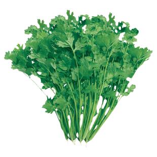 耐热大叶香菜籽种四季种子芫荽种孑籽苗阳台盆栽夏季食用高产